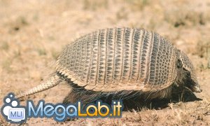 Armadillo.jpg