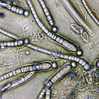 01_-_Bacteria!.jpg