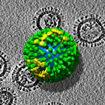Virus_imaging.jpg