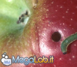 Apple_bug.jpg